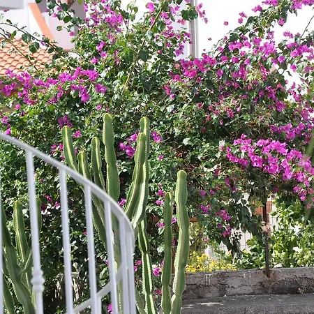 Sea Rose * Lipari (Isola Lipari)